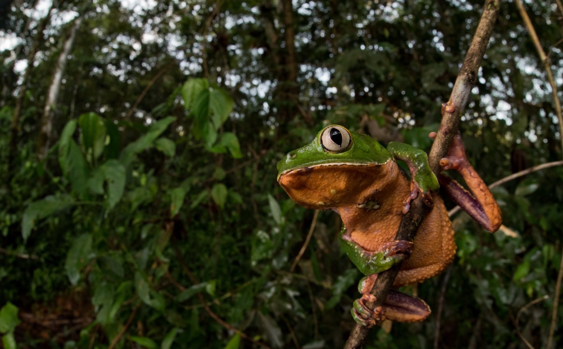 HD desktop wallpaper featuring a vibrant green frog clinging to a branch in a dense, leafy forest, showcasing the amphibian in its natural habitat.