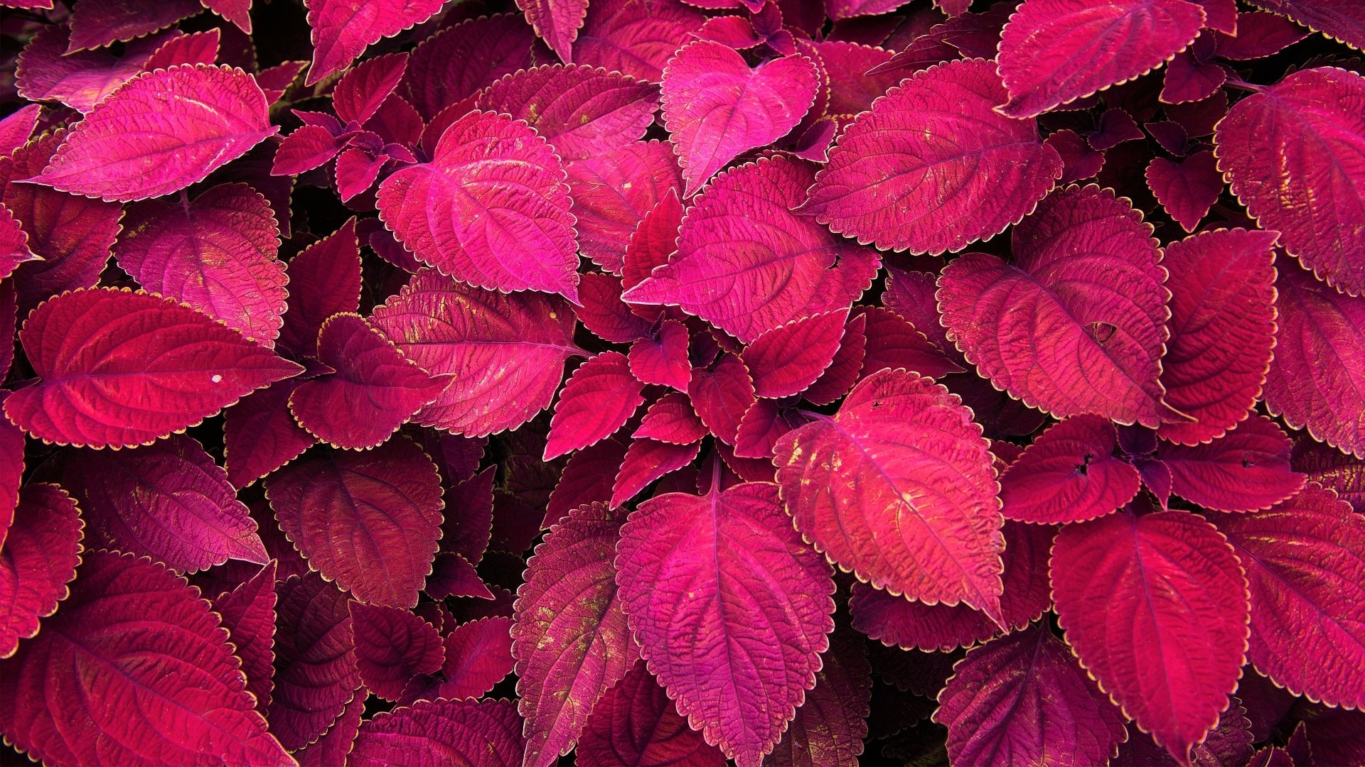 Vibrant red coleus leaves create a rich, textured pattern in this 4K Ultra HD desktop wallpaper showcasing the natural beauty of plant foliage.