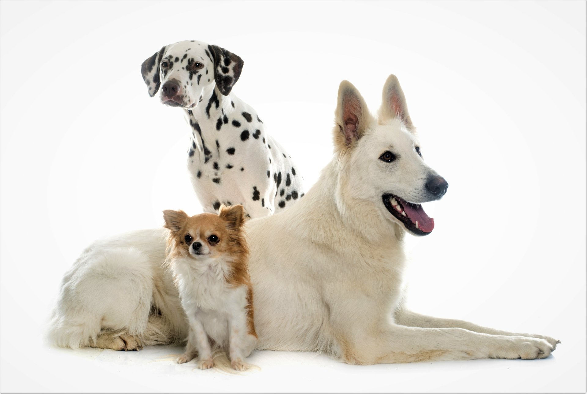 A cute Dalmatian, German Shepherd, and Chihuahua sitting together against a white background, captured in a 4K Ultra HD PC desktop wallpaper.