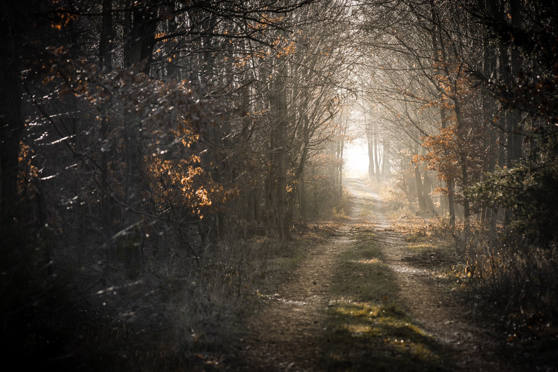 HD PC desktop wallpaper featuring a forest path lined with trees, showcasing nature's serene beauty and soft light filtering through the branches.