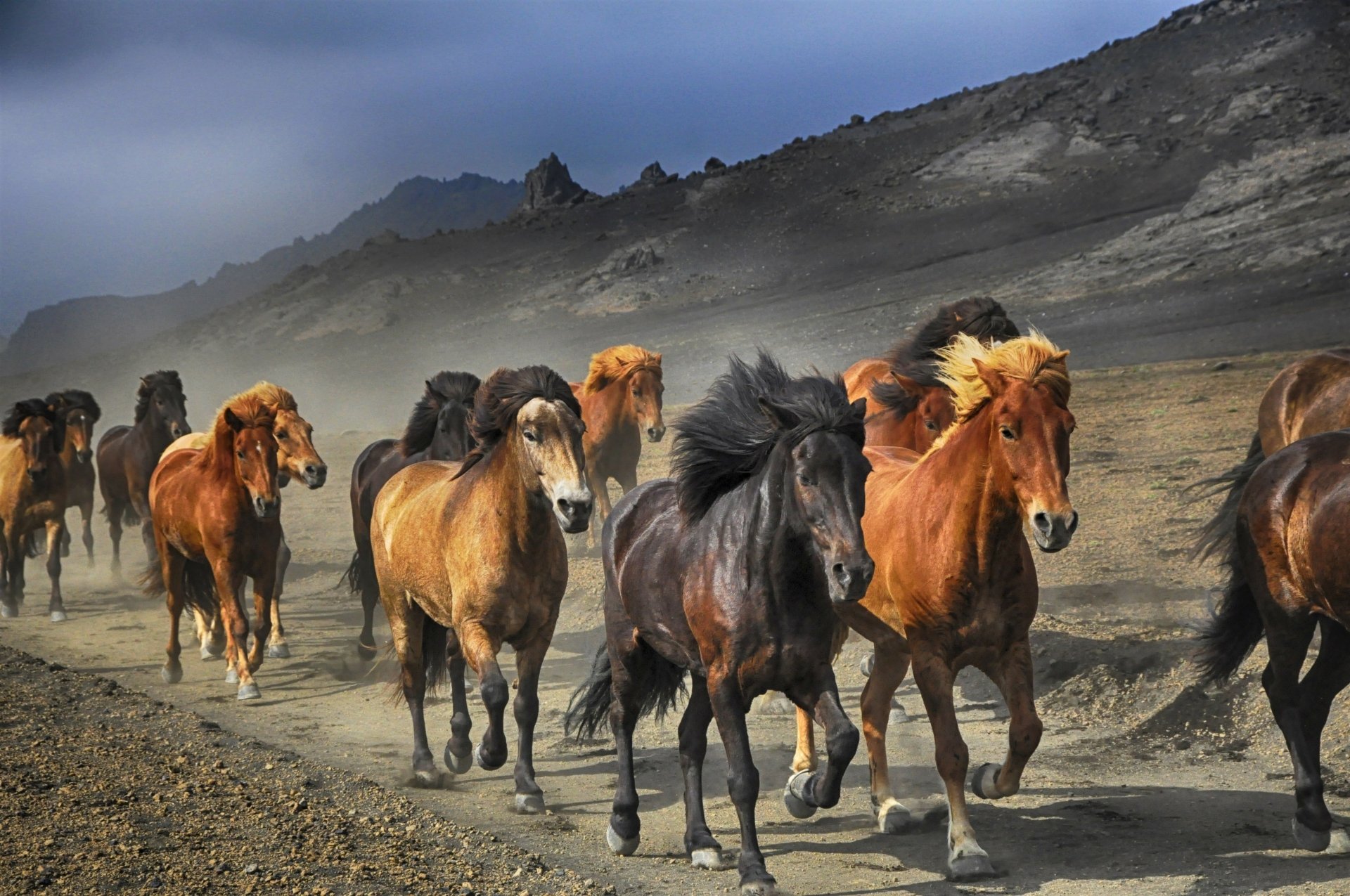 Wild Horse Wallpaper Hd