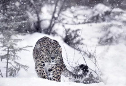 A snow leopard stands in a snowy winter landscape, staring intently. This HD wallpaper and background image captures the majestic animal amidst a serene, snow-covered environment.