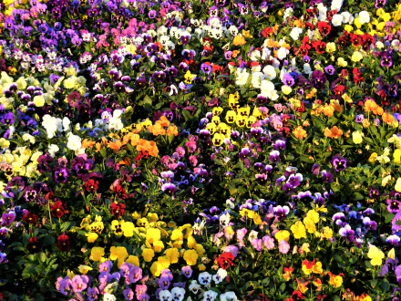 A vibrant field of colorful pansy flowers in full bloom, showcasing a rich array of colors and natural beauty in high definition for a PC desktop background.