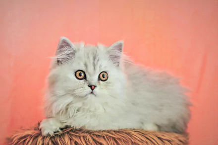 Fluffy cat with wide eyes lays on a soft surface against a peach-colored background. This HD desktop wallpaper and background features a serene and captivating feline.