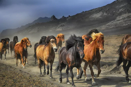  Herd of Horses