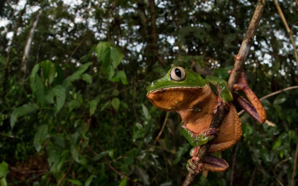 HD desktop wallpaper featuring a vibrant green frog clinging to a branch in a dense, leafy forest, showcasing the amphibian in its natural habitat.