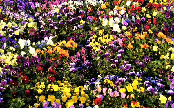 A vibrant field of colorful pansy flowers in full bloom, showcasing a rich array of colors and natural beauty in high definition for a PC desktop background.