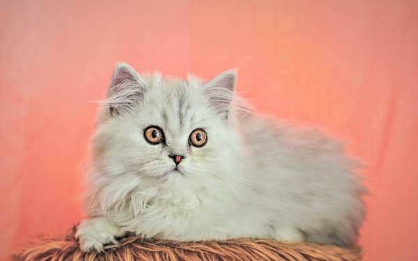 Animal Cat Fluffy HD Wallpaper | Background Image