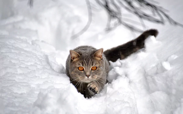 A gray cat with orange eyes walks through deep snow in a winter scene. This HD desktop wallpaper and background captures the essence of a snowy landscape with a feline exploring its surroundings.
