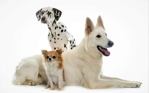 A cute Dalmatian, German Shepherd, and Chihuahua sitting together against a white background, captured in a 4K Ultra HD PC desktop wallpaper.