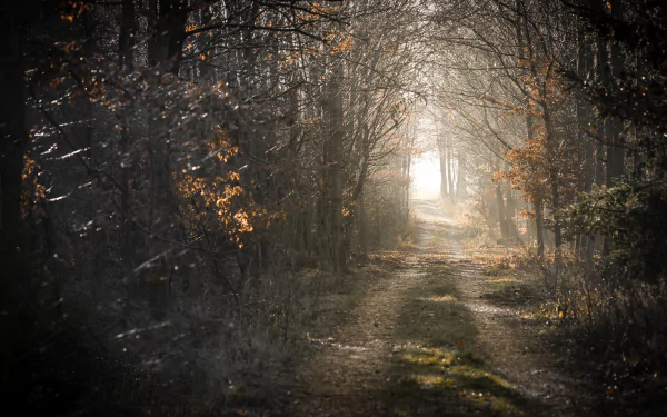 HD PC desktop wallpaper featuring a forest path lined with trees, showcasing nature's serene beauty and soft light filtering through the branches.