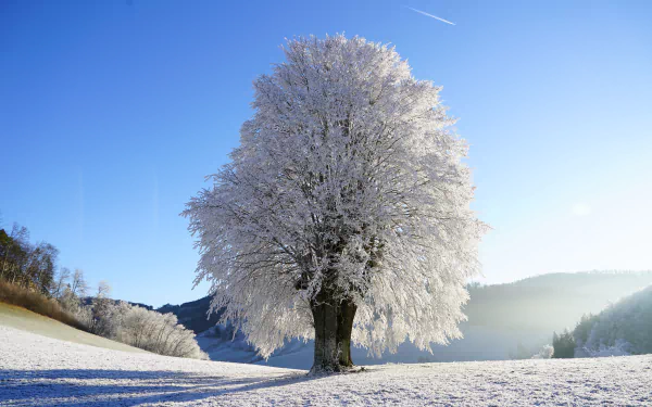 snow winter nature tree HD Desktop Wallpaper | Background Image