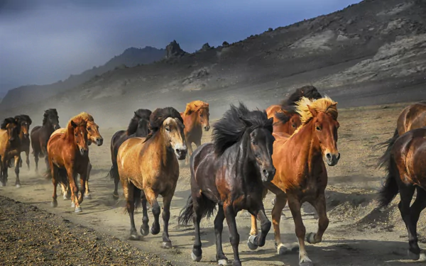 A herd of horses running across a dusty landscape with rugged hills in the background, captured in stunning 4K Ultra HD for a PC desktop wallpaper.