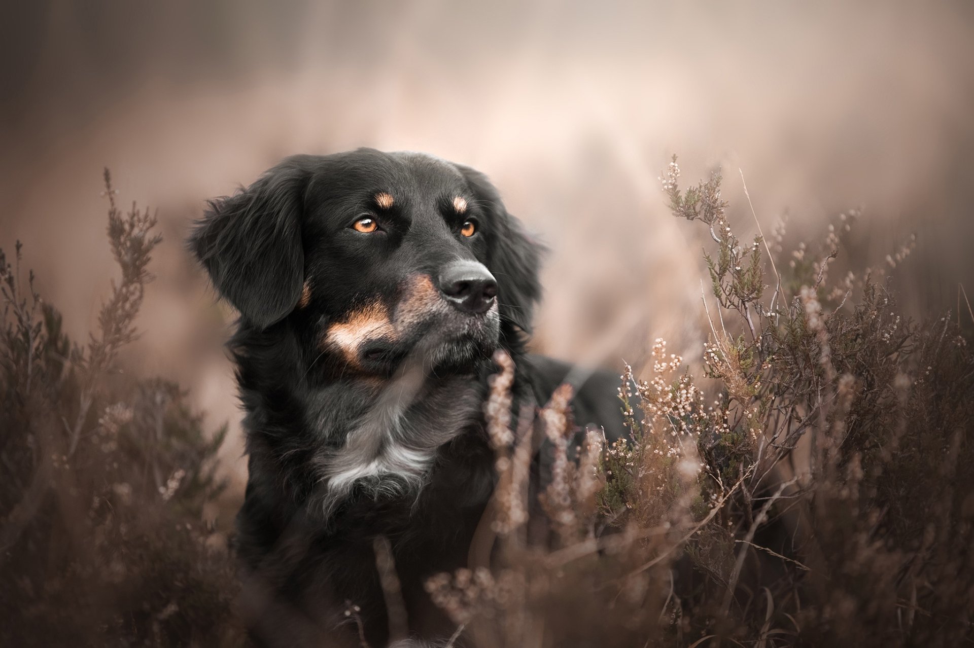 HD desktop wallpaper featuring a black and tan Australian Shepherd dog resting among soft-focus foliage.