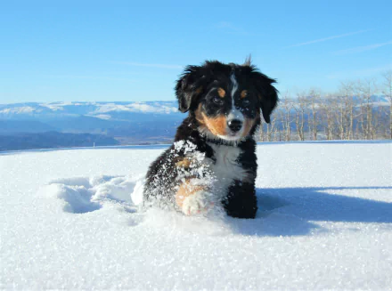 A cute Bernese Mountain Dog puppy playing in fresh snow with a clear blue sky and snowy mountains in the background, captured in HD winter scenery.