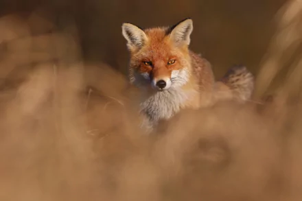 stare Animal fox HD Desktop Wallpaper | Background Image