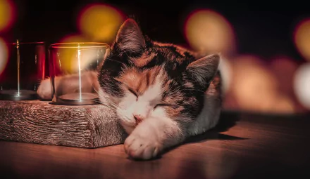 Sleeping calico cat rests peacefully beside candles in a warm, softly lit HD desktop wallpaper background.