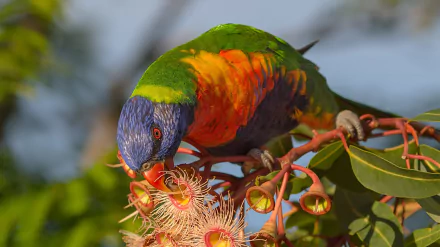 Vibrant rainbow lorikeet bird feeding on a flowering branch, captured in sharp detail for an HD PC desktop wallpaper and background.