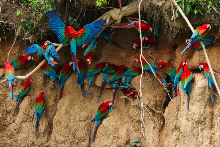 A vibrant group of Red-and-green Macaws perched and interacting around a natural habitat, showcasing their colorful plumage in this stunning 4K Ultra HD wallpaper.