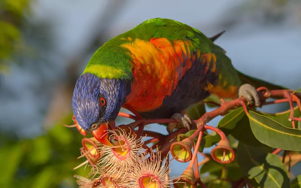Vibrant rainbow lorikeet bird feeding on a flowering branch, captured in sharp detail for an HD PC desktop wallpaper and background.
