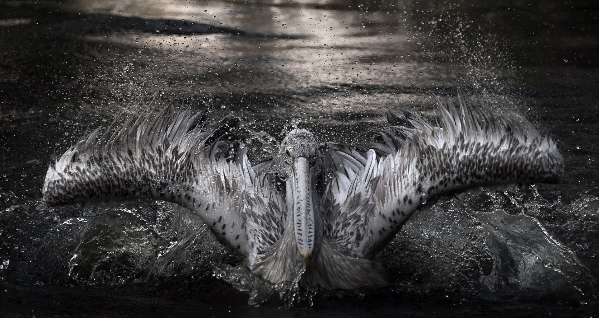 A pelican splashes water with its wings spread wide, captured in high definition as an HD PC desktop wallpaper showcasing dynamic movement and natural beauty.