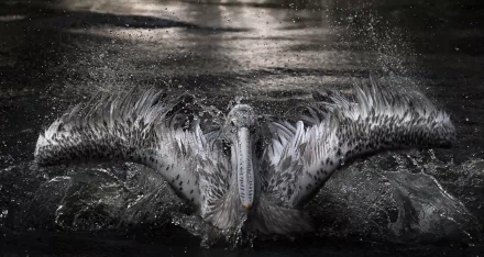 A pelican splashes water with its wings spread wide, captured in high definition as an HD PC desktop wallpaper showcasing dynamic movement and natural beauty.