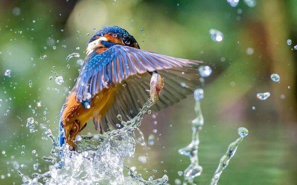 Animal Kingfisher Birds Kingfishers Bird Water HD Wallpaper | Background Image