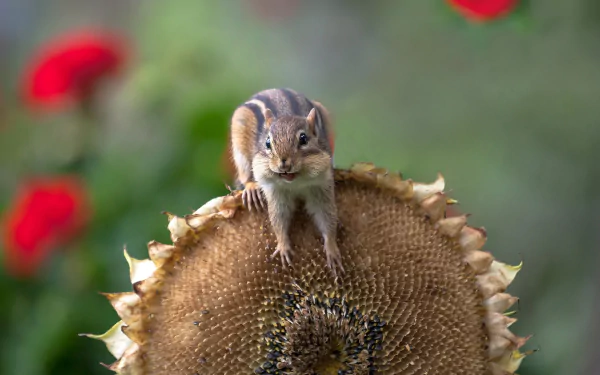 Charming Chipmunk: A Stunning HD Wallpaper