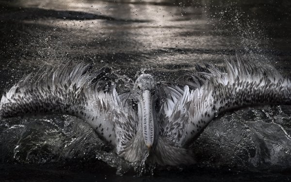 Animal Pelican Birds Pelicans Bird Splash Water Wildlife HD Wallpaper | Background Image