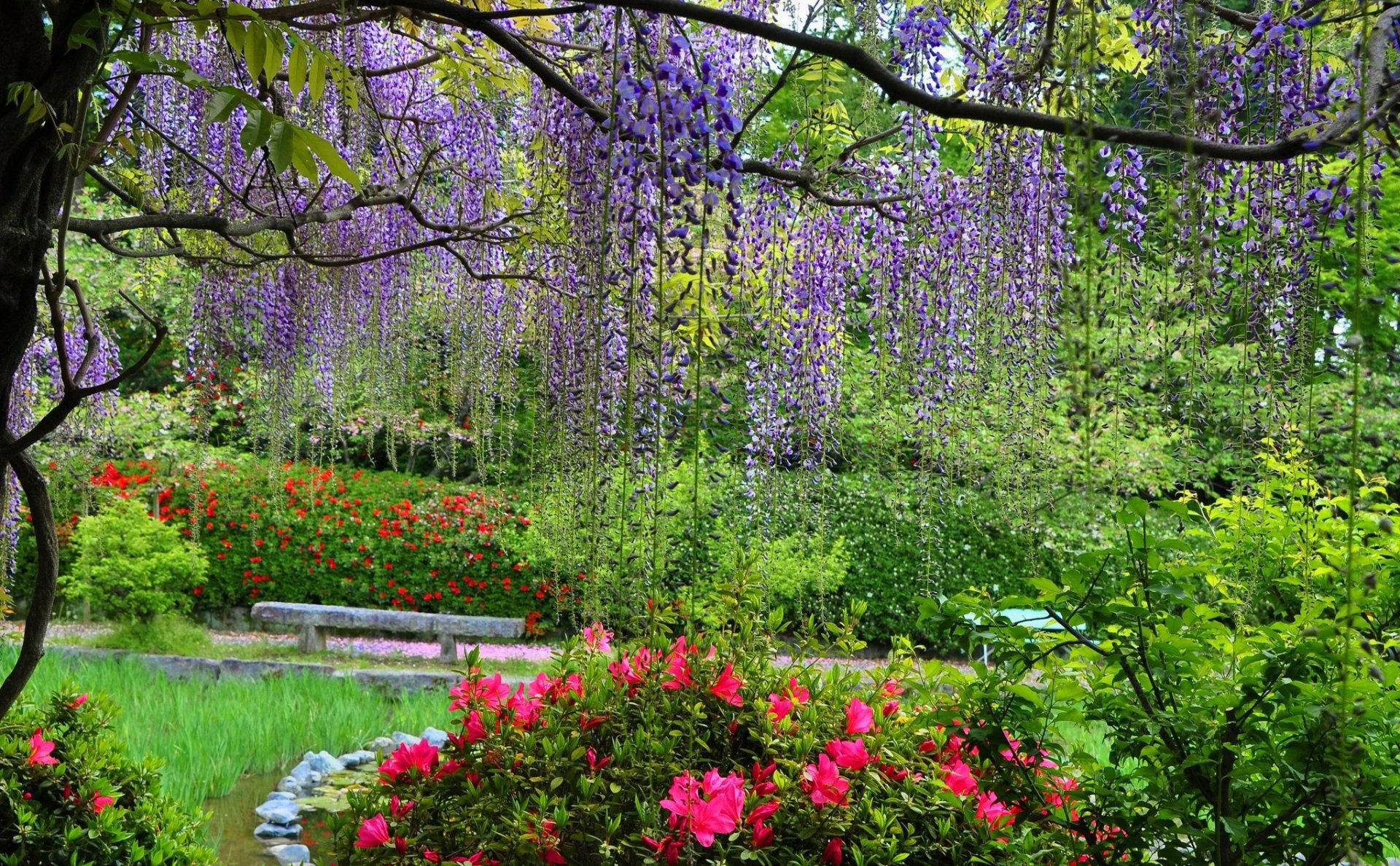 A captivating scene of wisteria cascading from trees, surrounded by vibrant spring flowers in a lush park, creating a serene and colorful nature backdrop.