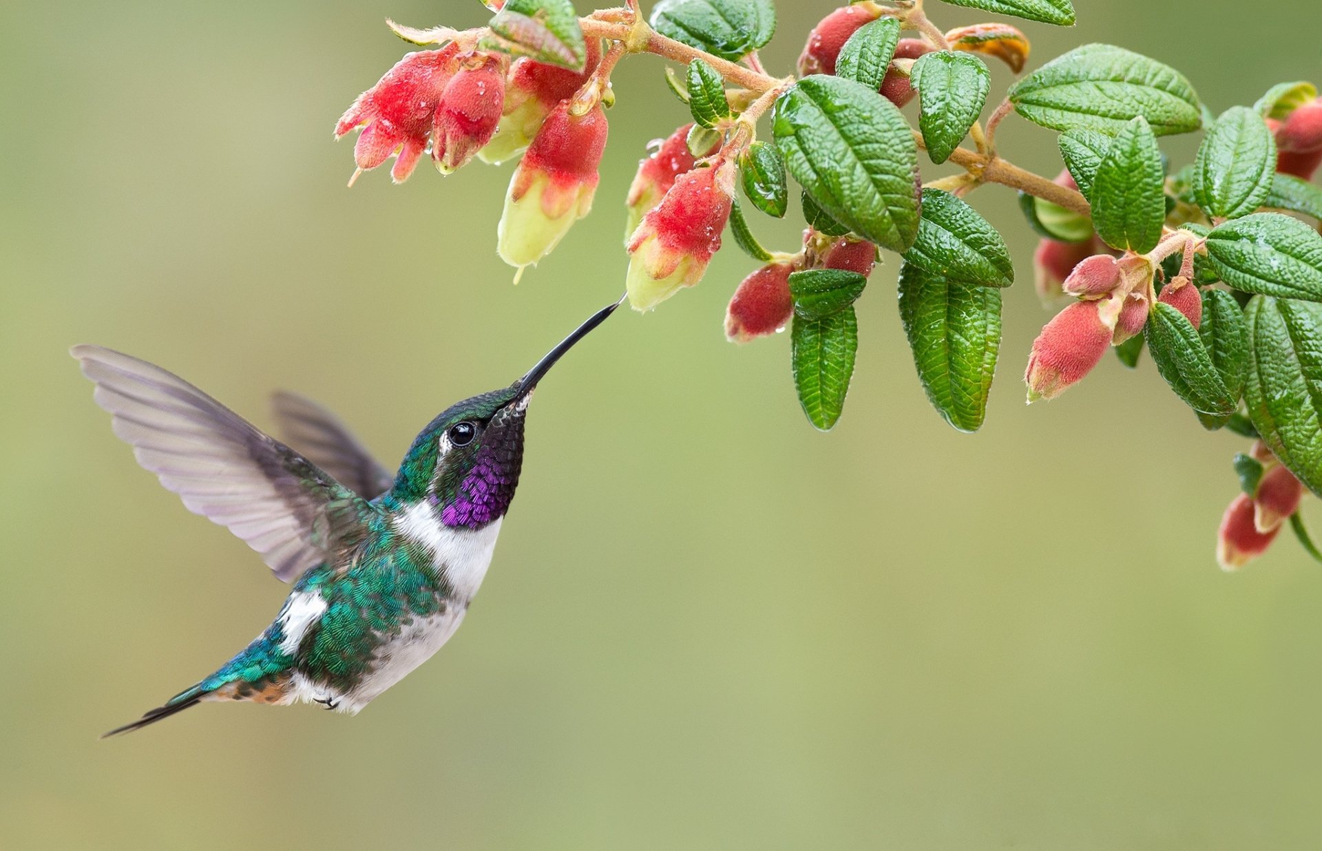 Hummingbird Hd Images