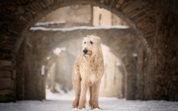 Animal Dog Dogs Soft-coated Wheaten Terrier Depth Of Field Winter HD Wallpaper | Background Image