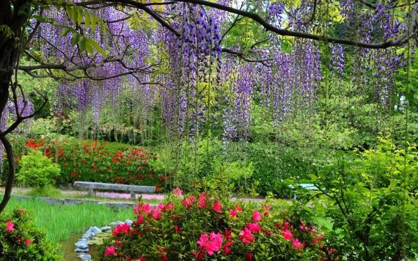 Nature Spring Park Wisteria Flower HD Wallpaper | Background Image