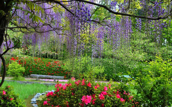 A captivating scene of wisteria cascading from trees, surrounded by vibrant spring flowers in a lush park, creating a serene and colorful nature backdrop.