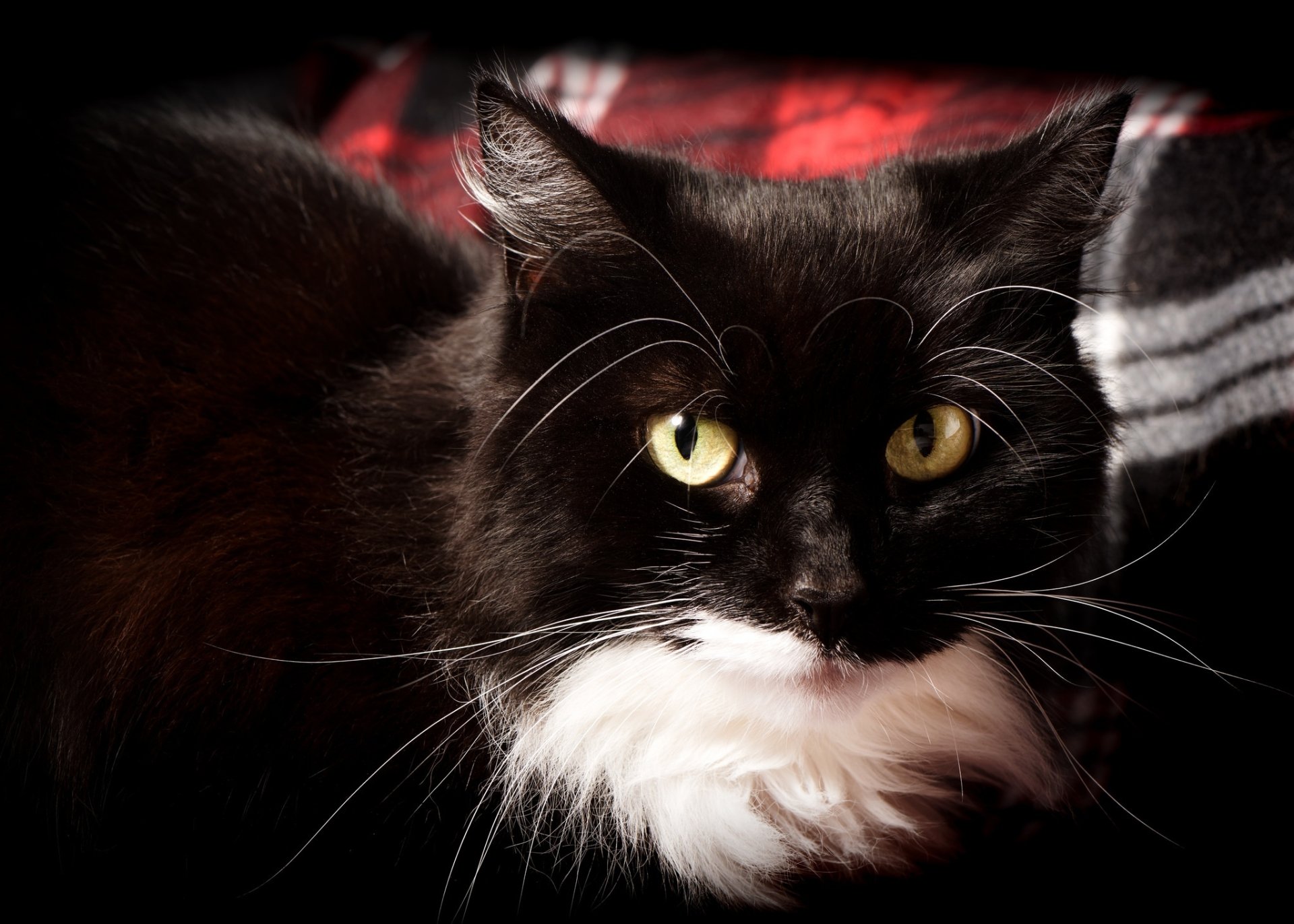 Close-up of a black and white cat with intense yellow eyes staring directly, captured in high-definition for a PC desktop wallpaper background.