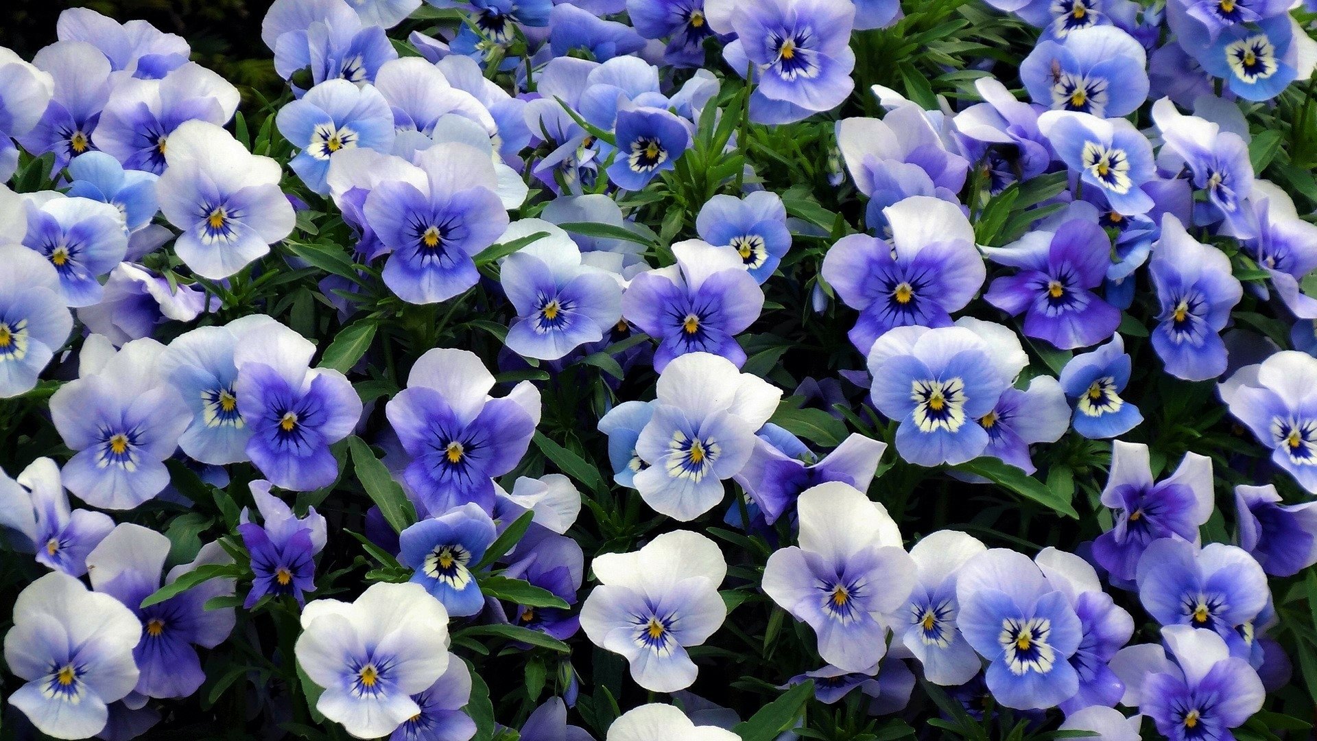 Vibrant purple pansy flowers in full bloom, captured in HD for a stunning nature-themed PC desktop wallpaper.