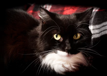 stare Animal cat HD Desktop Wallpaper | Background Image