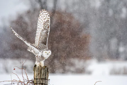 Snowy owl with wings outstretched perched on a wooden post amid falling snow, captured in HD with a wintery, blurred background.