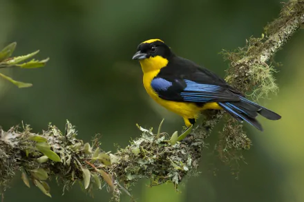 HD PC desktop wallpaper of a vibrant tanager bird with yellow and black plumage, perched on a moss-covered branch in a natural green setting.