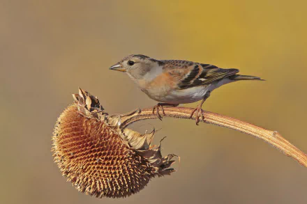  Brambling (fringilla montifringilla)