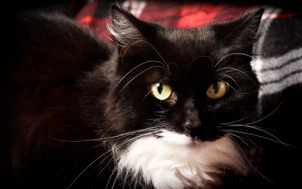 Close-up of a black and white cat with intense yellow eyes staring directly, captured in high-definition for a PC desktop wallpaper background.