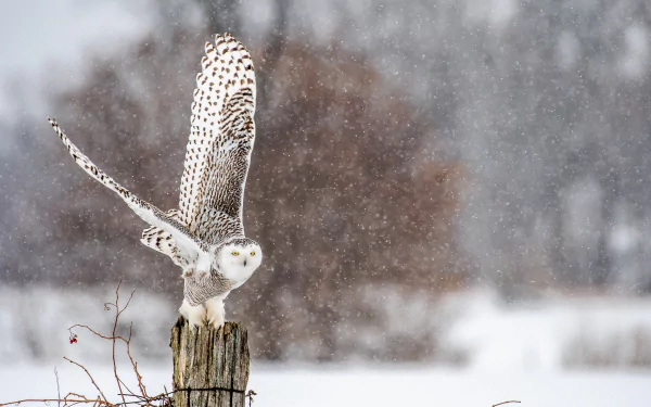 Snowy owl with wings outstretched perched on a wooden post amid falling snow, captured in HD with a wintery, blurred background.