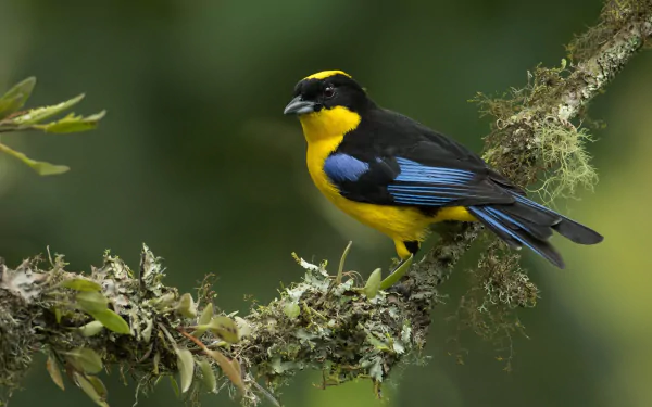 bird Animal tanager HD Desktop Wallpaper | Background Image