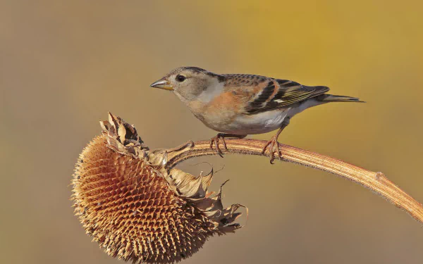 HD desktop wallpaper featuring a detailed close-up of a Brambling finch perched on a dried sunflower against a soft, warm background.