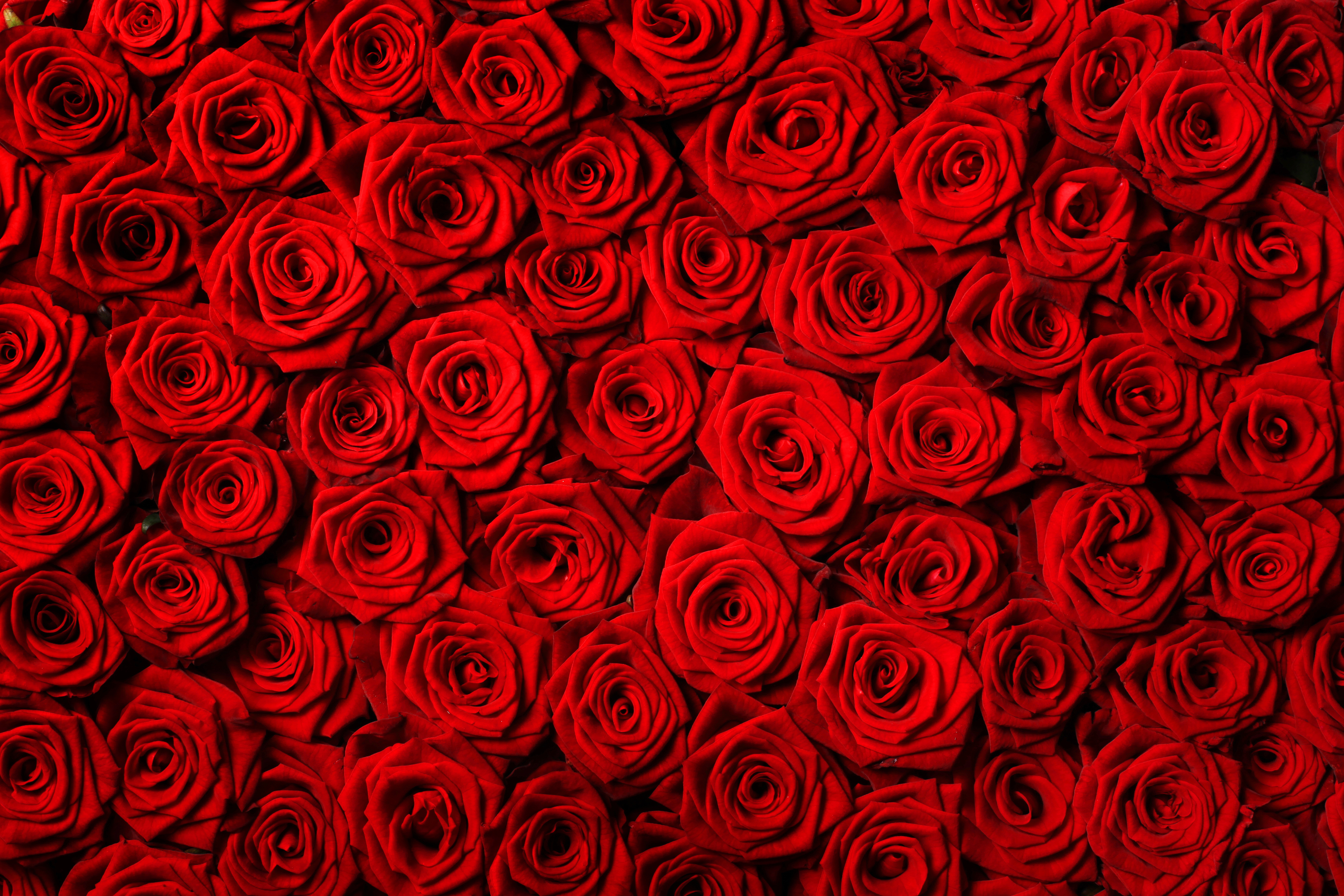 Nature Rose 4k Ultra HD Wallpaper