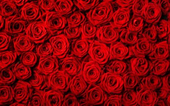 4096 Rose HD Wallpapers | Background Images - Wallpaper Abyss - Page 8