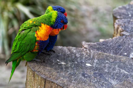 Vibrant rainbow lorikeet parrot perched on a tree stump, captured in HD for a nature-themed PC desktop wallpaper background.