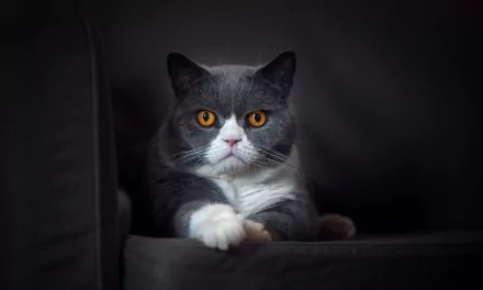 stare Animal cat HD Desktop Wallpaper | Background Image