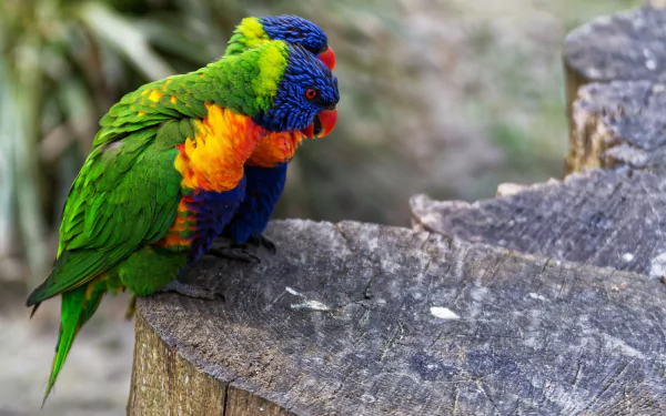 Vibrant rainbow lorikeet parrot perched on a tree stump, captured in HD for a nature-themed PC desktop wallpaper background.
