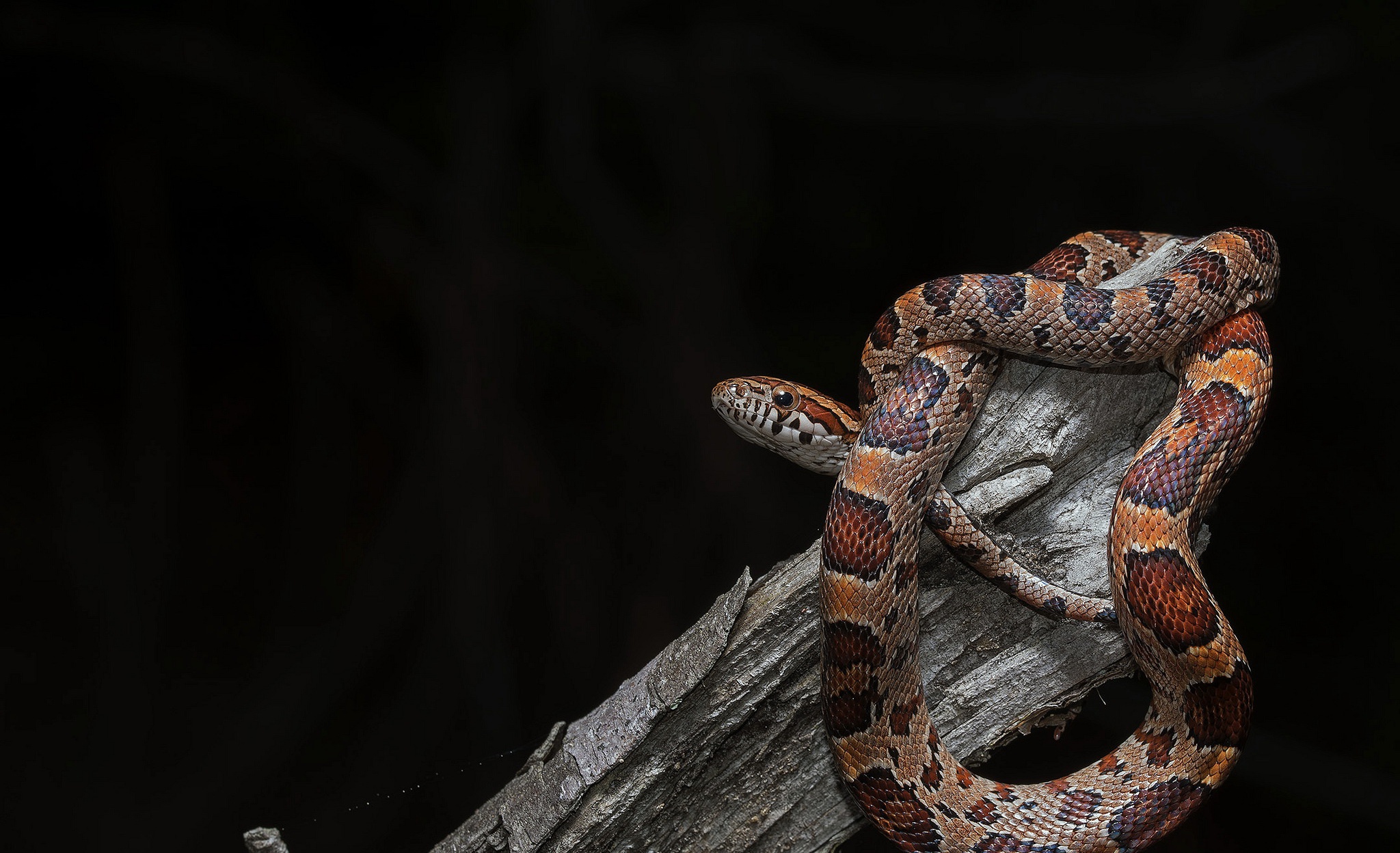 Animal Corn Snake HD Wallpaper | Background Image
